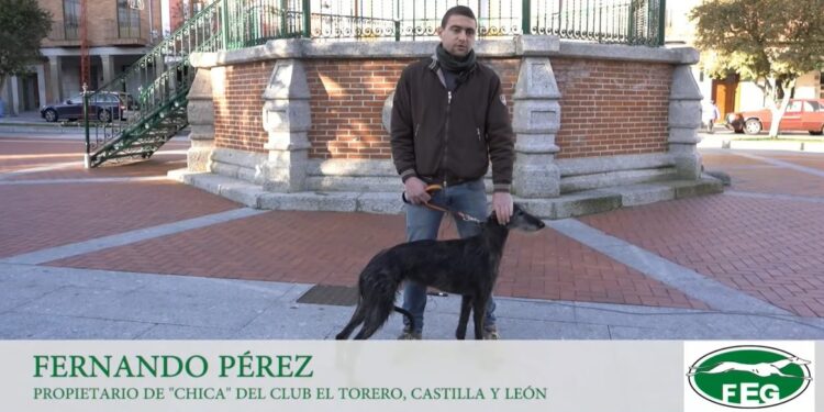 Chica de Lafervet se estrenará el domingo en el Campeonato Nacional de Galgos frente a la manchega Edurne de El Canto