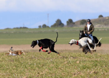 Hegemonía andaluza en el Campeonato Nacional de Galgos con tres representantes clasificadas para las semifinales del día 1