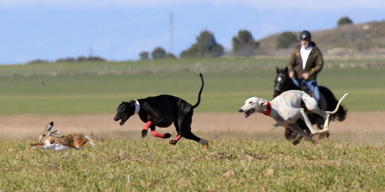 Hegemonía andaluza en el Campeonato Nacional de Galgos con tres representantes clasificadas para las semifinales del día 1