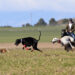 Hegemonía andaluza en el Campeonato Nacional de Galgos con tres representantes clasificadas para las semifinales del día 1