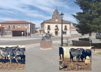 Palaciosrubios organiza un encierro para la tarde del 4 de febrero enmarcado en sus fiestas de las Candelas y San Blas