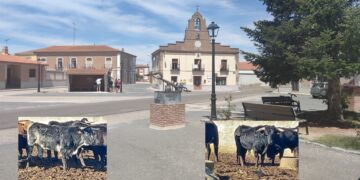 Palaciosrubios organiza un encierro para la tarde del 4 de febrero enmarcado en sus fiestas de las Candelas y San Blas
