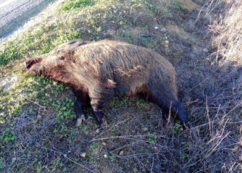 Un accidente en la SA-801 en El Campo de Peñaranda acaba con un jabalí de grandes dimensiones muerto en la cuneta