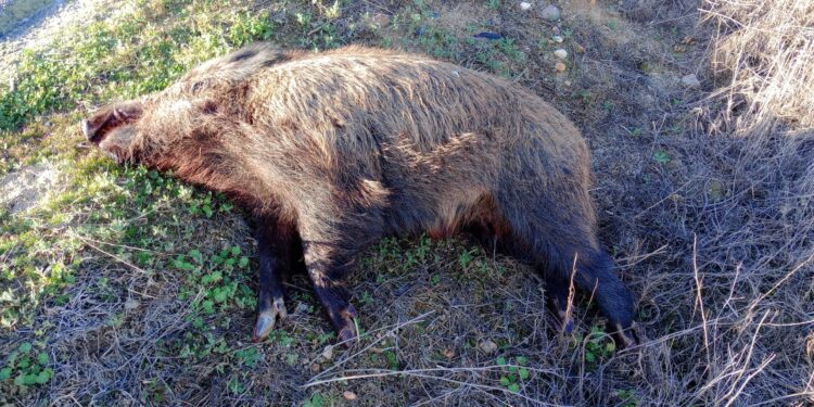Un accidente en la SA-801 en El Campo de Peñaranda acaba con un jabalí de grandes dimensiones muerto en la cuneta