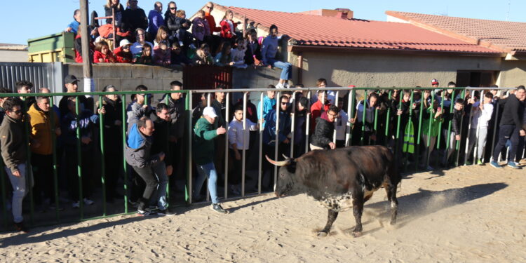 Babilafuente cuelga el «completo» en un multitudinario Toro de San Blas con el recorrido repleto de público y aficionados