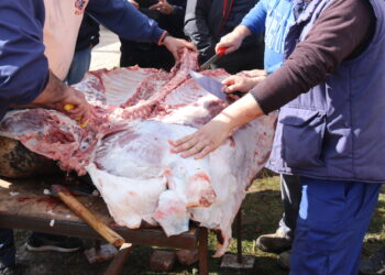 Los jóvenes de Mancera de Abajo toman la iniciativa y organizan una exitosa matanza que alcanza este año su V edición