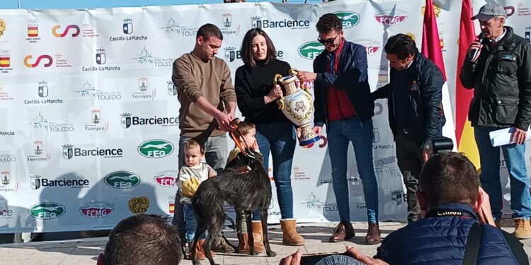 Chica de Lafervet logra el premio del Club Nacional del Galgo Español a la mejor morfología del campeonato nacional