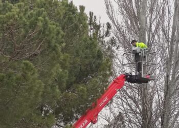 Peñaranda inicia su «batalla» contra la oruga procesionaria interviniendo en varias zonas como el paseo del polideportivo
