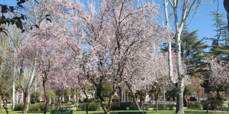 Peñaranda da la bienvenida a la primavera con espectaculares imágenes en el entorno del parque municipal Los Jardines