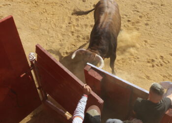 Multitudinario Toro del Voto en Villoria con susto incluido al romper un astado las tablas de un burladero del coso de La Vega