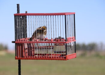 Los cantos de jilgueros, pardillos y verderones animan en El Pradohorno de Peñaranda el primer concurso de silvestrismo
