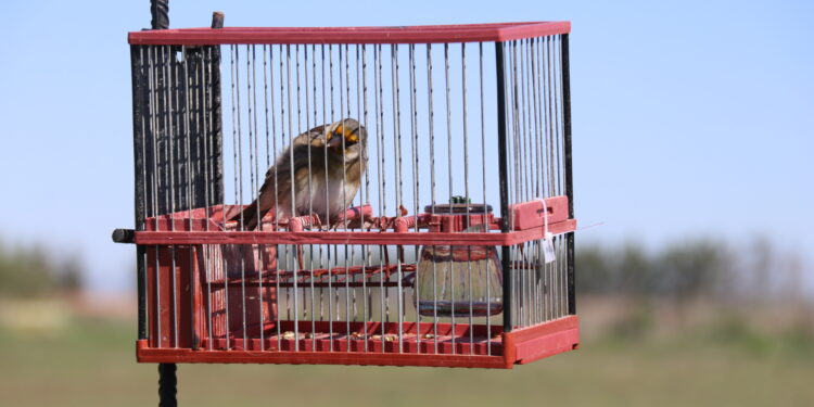 Los cantos de jilgueros, pardillos y verderones animan en El Pradohorno de Peñaranda el primer concurso de silvestrismo