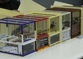 Peñaranda acogerá el 16 de abril un concurso provincial de canto silvestre que se celebrará en la finca de El Pradohorno