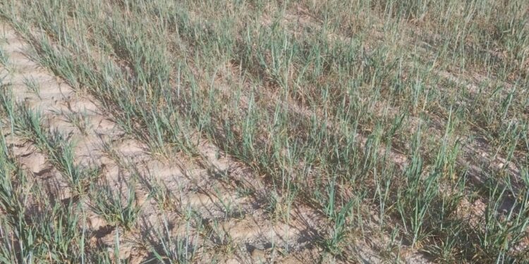 La Alianza UPA-COAG alerta que la sequía ya afecta de forma irremediable a cultivos y pastos en Salamanca