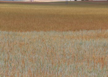 UPA considera injusta la calificación de Castilla y León en zona de afección media a la sequía realizada por el Ministerio