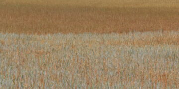 UPA considera injusta la calificación de Castilla y León en zona de afección media a la sequía realizada por el Ministerio