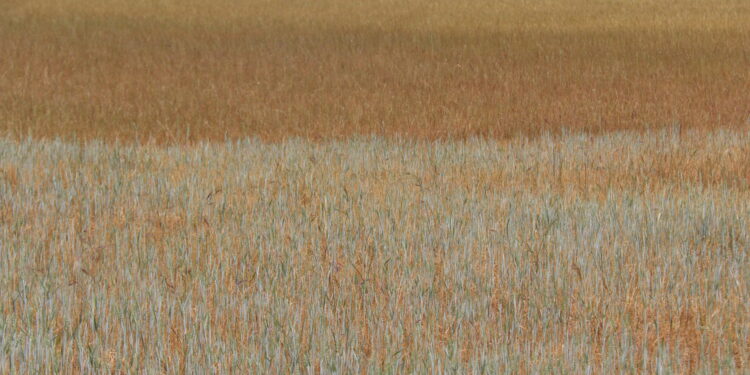 UPA considera injusta la calificación de Castilla y León en zona de afección media a la sequía realizada por el Ministerio