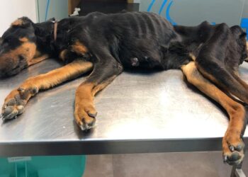 Indignación en Peñaranda: aparece una doberman adulta que sólo pesaba 13 kilos en un lamentable estado de abandono