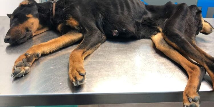 Indignación en Peñaranda: aparece una doberman adulta que sólo pesaba 13 kilos en un lamentable estado de abandono