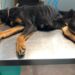 Indignación en Peñaranda: aparece una doberman adulta que sólo pesaba 13 kilos en un lamentable estado de abandono