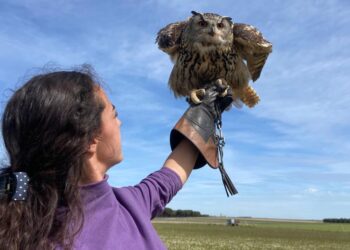 El centro Peregrinus de Zorita de la Frontera ofrece experiencias únicas para conocer la cetrería y ver vuelos de aves en libertad