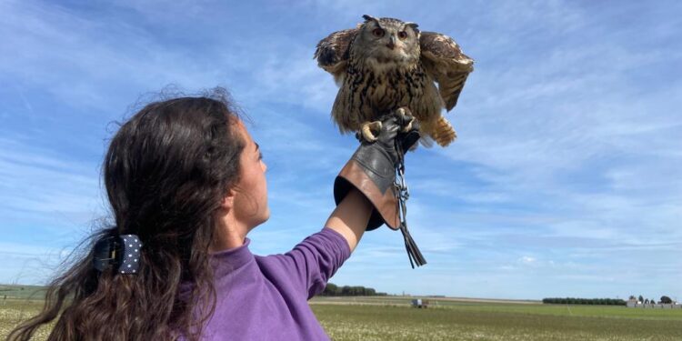 El centro Peregrinus de Zorita de la Frontera ofrece experiencias únicas para conocer la cetrería y ver vuelos de aves en libertad