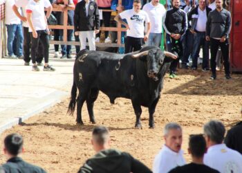 El Toro de San Isidro llena las calles de Cantalpino en el arranque de sus fiestas patronales en honor del santo labrador