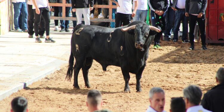 El Toro de San Isidro llena las calles de Cantalpino en el arranque de sus fiestas patronales en honor del santo labrador