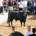 El Toro de San Isidro llena las calles de Cantalpino en el arranque de sus fiestas patronales en honor del santo labrador