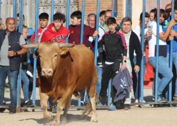 Tarazona de Guareña reúne a cientos de aficionados en el festejo taurino de las fiestas de San Pedro Regalado