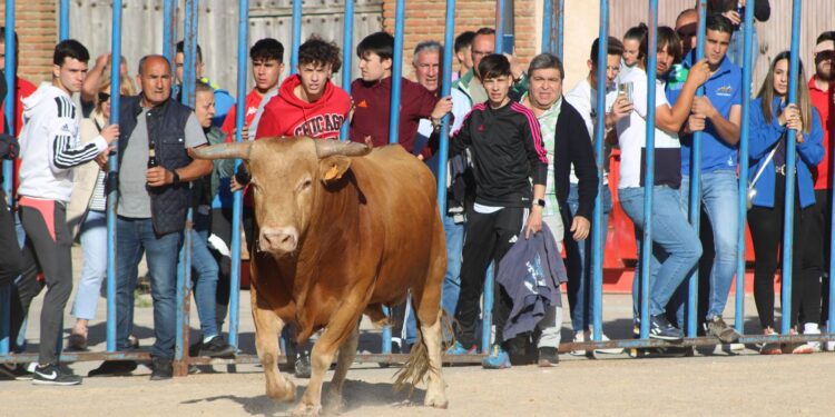 Tarazona de Guareña reúne a cientos de aficionados en el festejo taurino de las fiestas de San Pedro Regalado