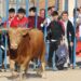 Tarazona de Guareña reúne a cientos de aficionados en el festejo taurino de las fiestas de San Pedro Regalado