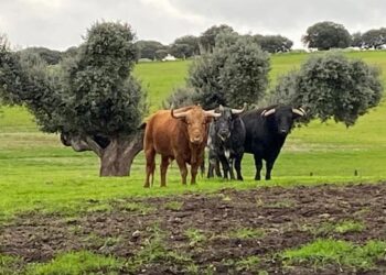 La Diputación pone en marcha «El toro bravo, el guardés de la dehesa», una experiencia turística que se desarrollará este mes