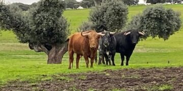 La Diputación pone en marcha «El toro bravo, el guardés de la dehesa», una experiencia turística que se desarrollará este mes
