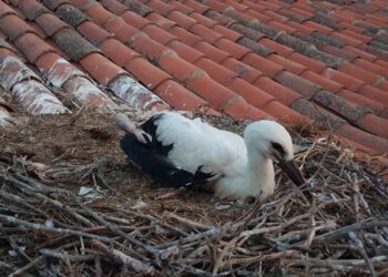 Los Bomberos de Peñaranda liberan una cigueña en la cubierta de la iglesia parroquial de Cantalpino