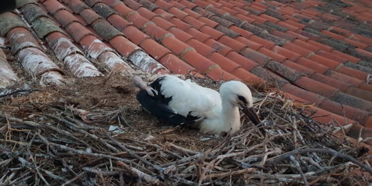 Los Bomberos de Peñaranda liberan una cigueña en la cubierta de la iglesia parroquial de Cantalpino