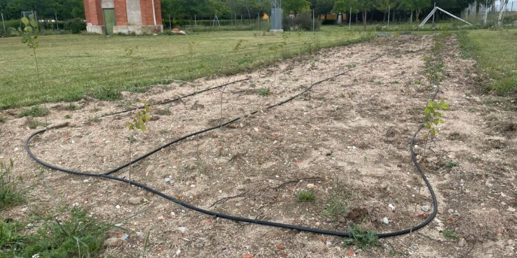 Aldeaseca de la Frontera crea un vivero forestal para los árboles que posteriormente se plantarán en varias zonas verdes