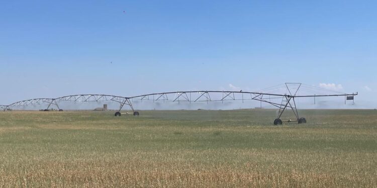 El Canal de La Armuña ya riega con presión en el sector E aunque los agricultores piden más horas y días de riego para los cultivos