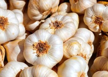 Arrasan dos huertos familiares de Santiago de la Puebla y se llevan todos los ajos sembrados y a punto de recogerse