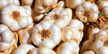 Arrasan dos huertos familiares de Santiago de la Puebla y se llevan todos los ajos sembrados y a punto de recogerse