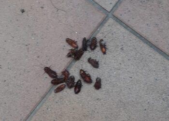 Vuelven las quejas en Peñaranda por la molesta presencia de cucharachas en calles, garajes, portales y patios de luces