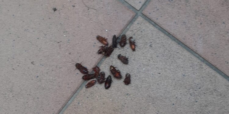 Vuelven las quejas en Peñaranda por la molesta presencia de cucharachas en calles, garajes, portales y patios de luces