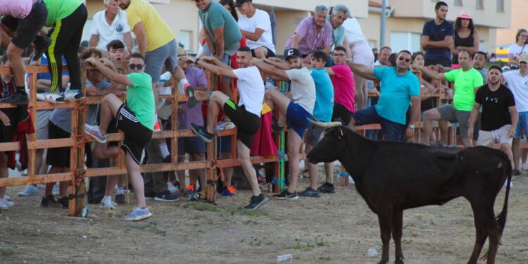 Villoruela vive una intensa tarde taurina con el Toro del Cajón que deja emoción, riesgo y algún que otro susto ante los astados