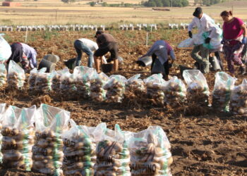 Patatas en el punto de mira: «Se están forrando a costa del consumidor y negando su dinero al agricultor»