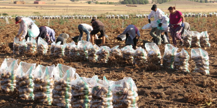 Patatas en el punto de mira: «Se están forrando a costa del consumidor y negando su dinero al agricultor»