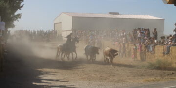 Macotera celebra un concurrido encierro a caballo con cientos de aficionados repartidos en el recorrido hasta la plaza de toros
