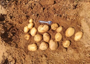 Patata de Salamanca: entre las más codiciadas por industria, consumidores y hosteleros por su calidad y calibre excelente