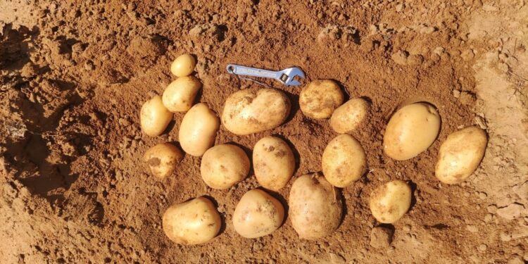 Patata de Salamanca: entre las más codiciadas por industria, consumidores y hosteleros por su calidad y calibre excelente