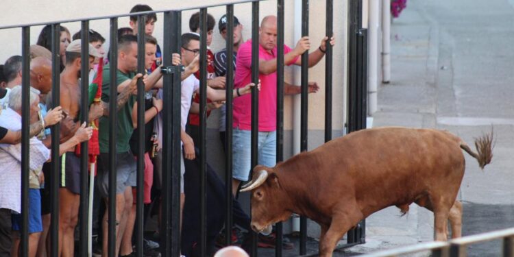 Palaciosrubios enfila hoy la recta final de unas fiestas con una gran participación en todas las actividades programadas