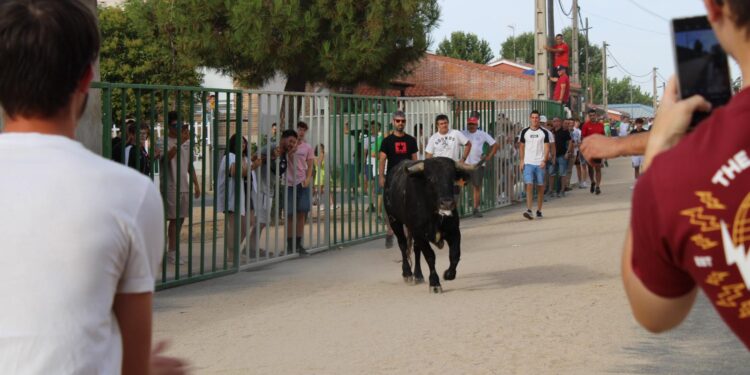 Babilafuente reúne a los aficionados taurinos de la comarca en un encierro urbano con gran animación en las calles del recorrido